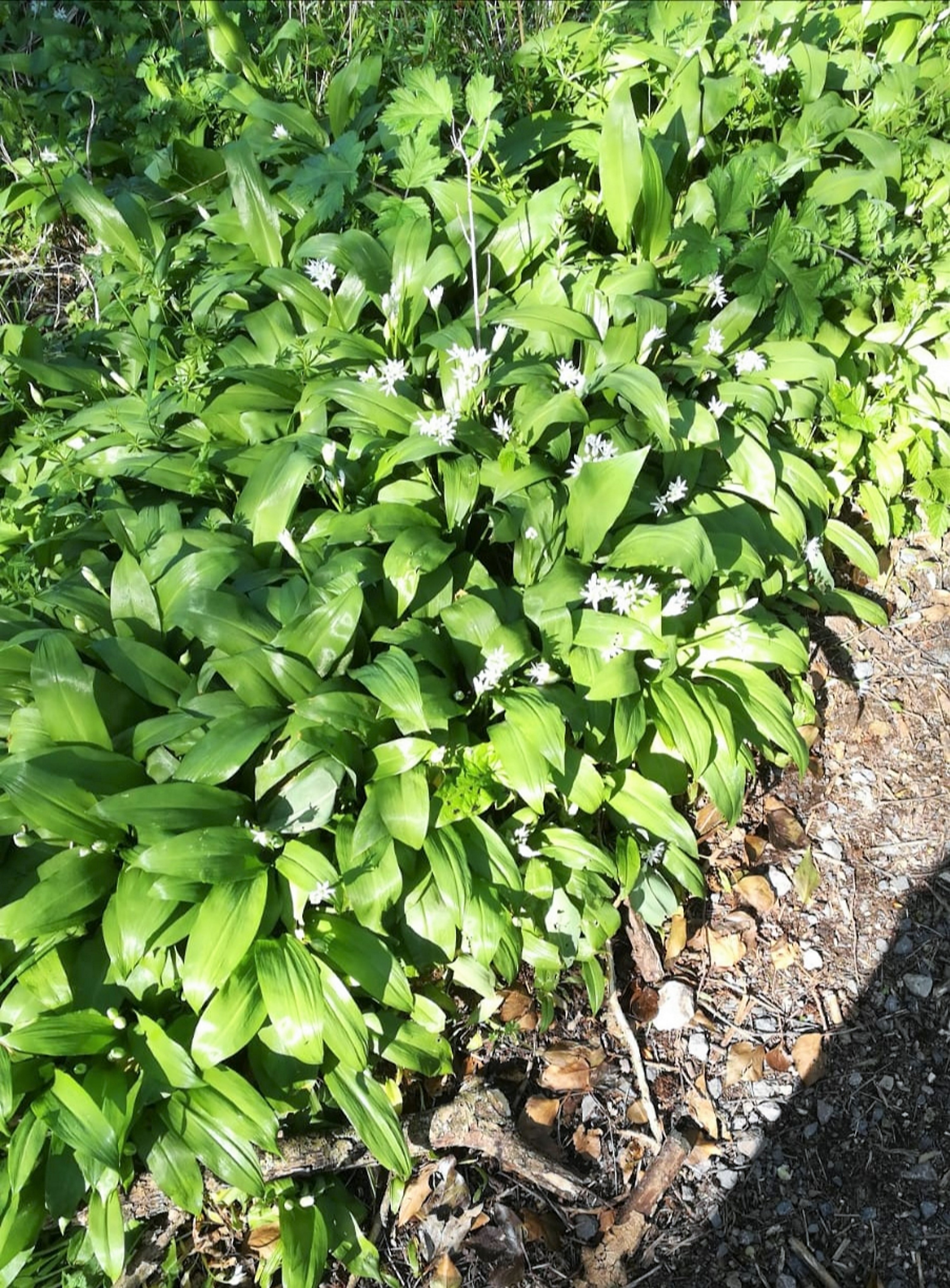 wild garlic